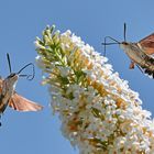 Zwei Taubenschwänzchen an Sommerflieder