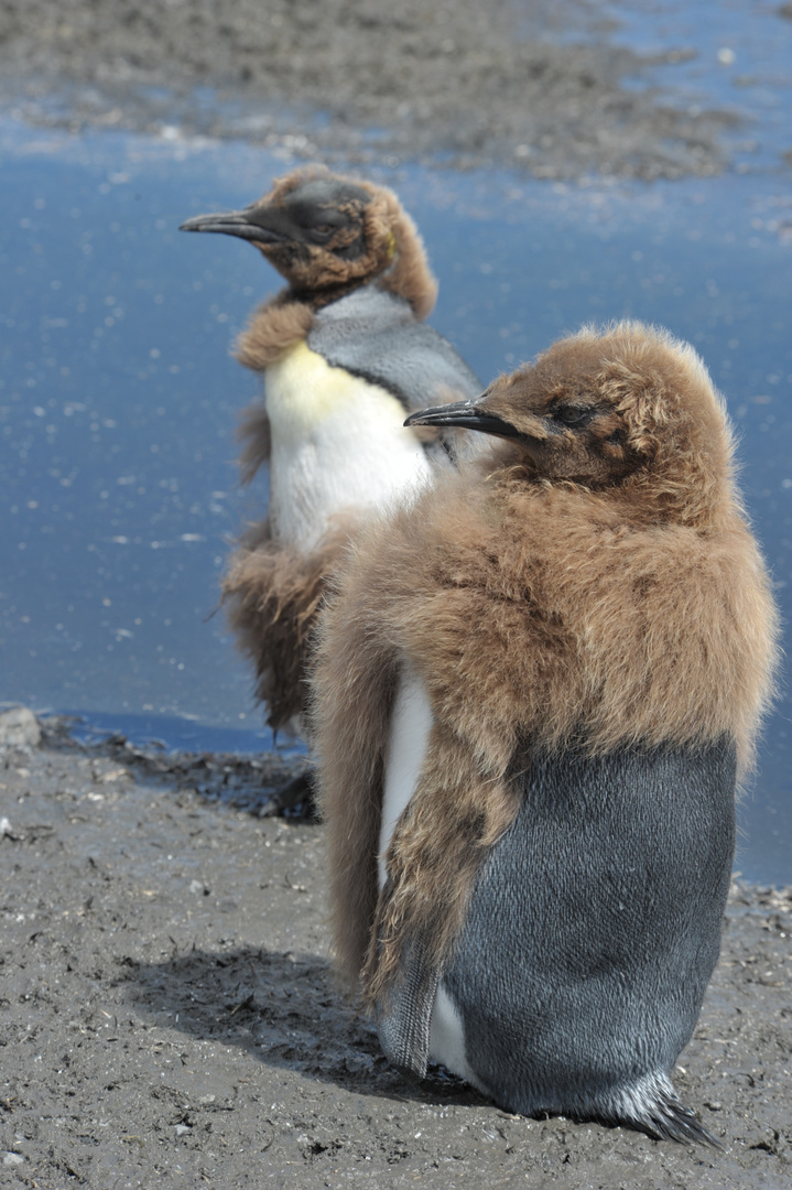 zwei Teenager Königs-Pinguine