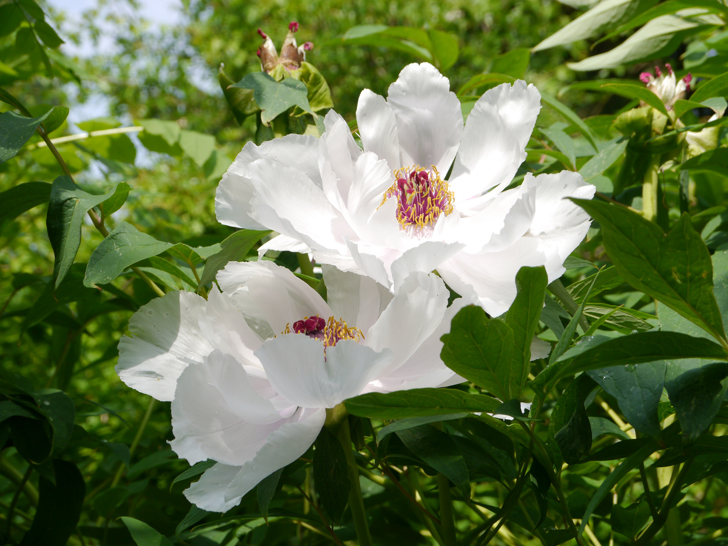 Zwei tellergroße Blüten Feng Dan Bai