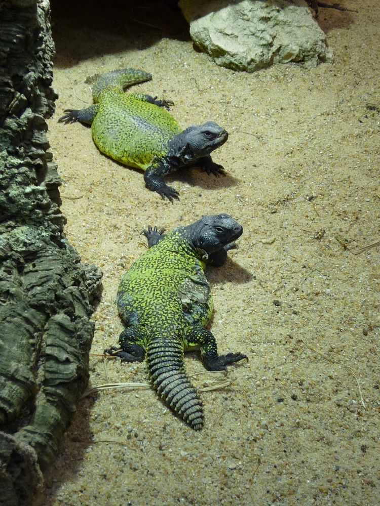 Zwei Tier Freunde im Zoo Darmstadt :) von Peggy Bachmaier 