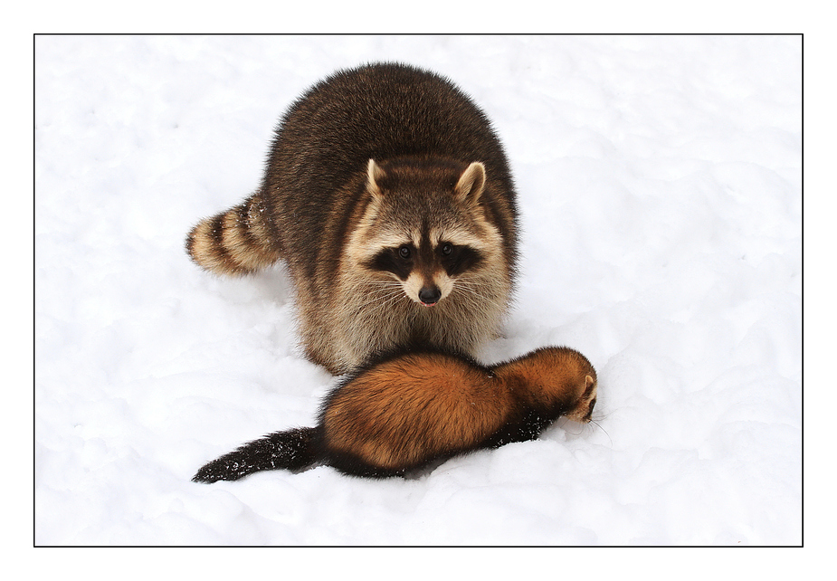 Zwei tierische Kumpel im Schnee