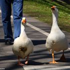 "Zwei tierische Personenschützer bei ihrer Arbeit!"