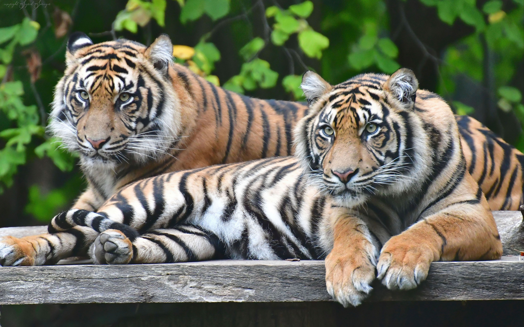 zwei tiger