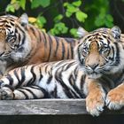 zwei tiger