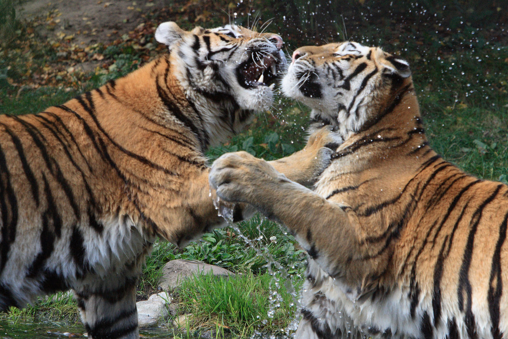 Zwei Tiger beim spielen