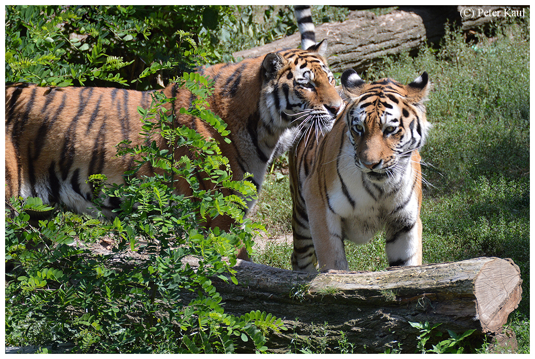 Zwei Tiger im Käfig