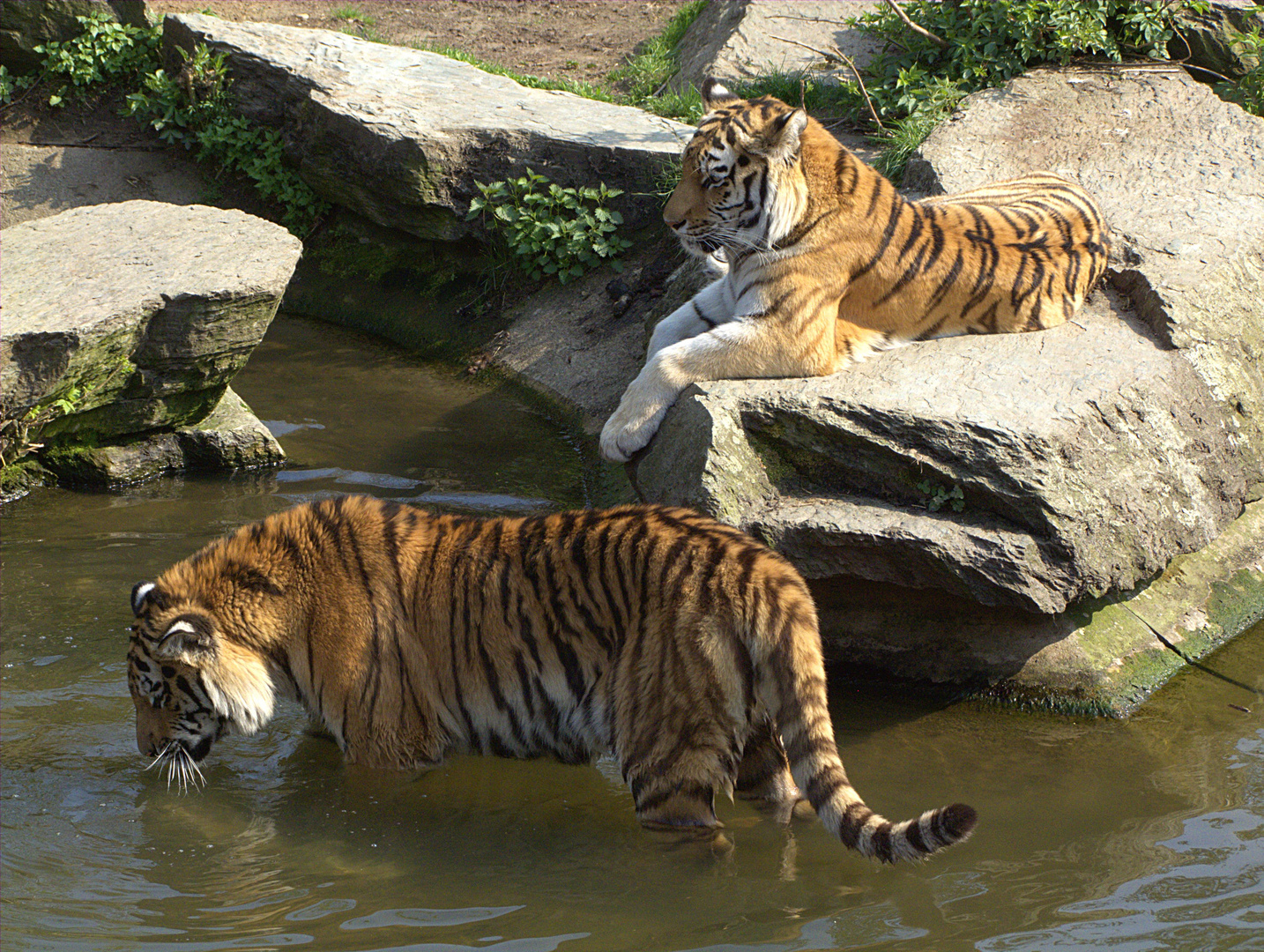 Zwei Tiger im Kölner Zoo, die sich über den Frühling freuen