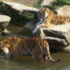 Zwei Tiger im Kölner Zoo, die sich über den Frühling freuen