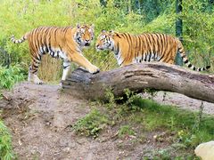 Zwei Tiger in Position