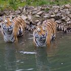 Zwei Tiger - Was guckst du??