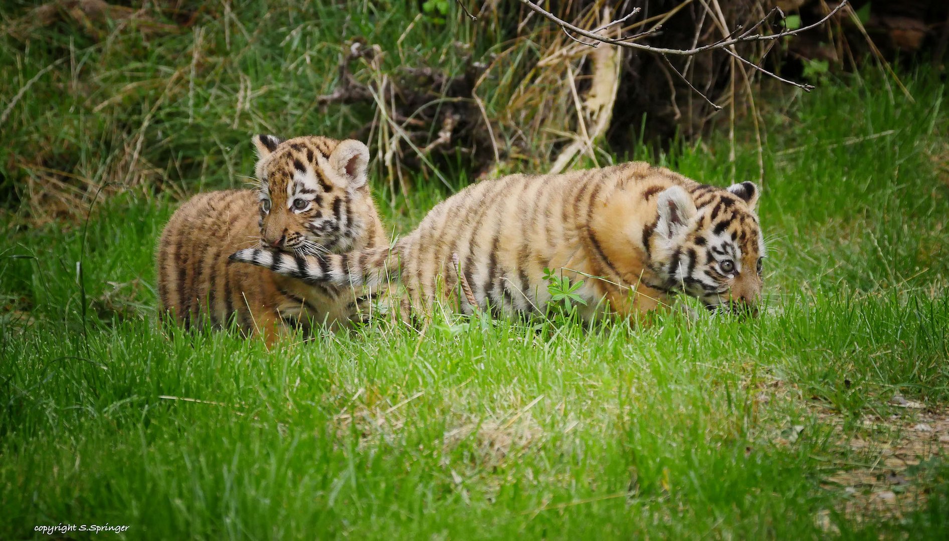 zwei Tigerbabies