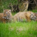 zwei Tigerbabies