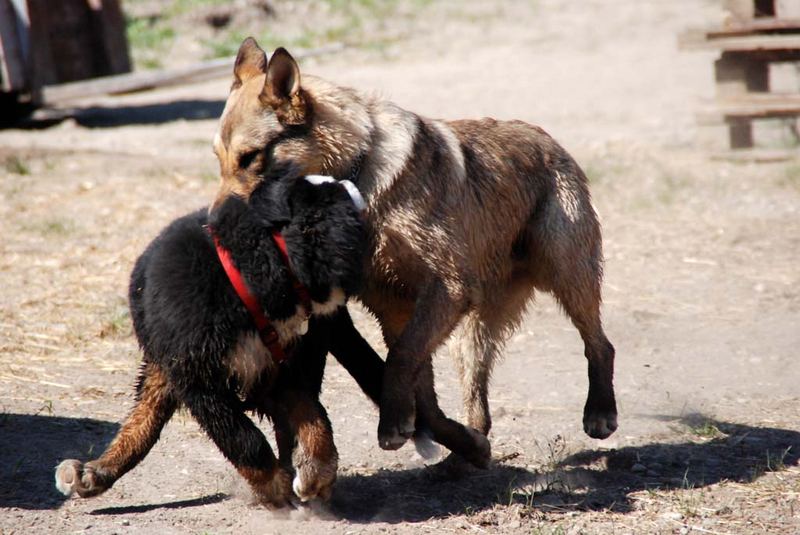 Zwei Tobende spielende Hunde