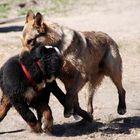 Zwei Tobende spielende Hunde