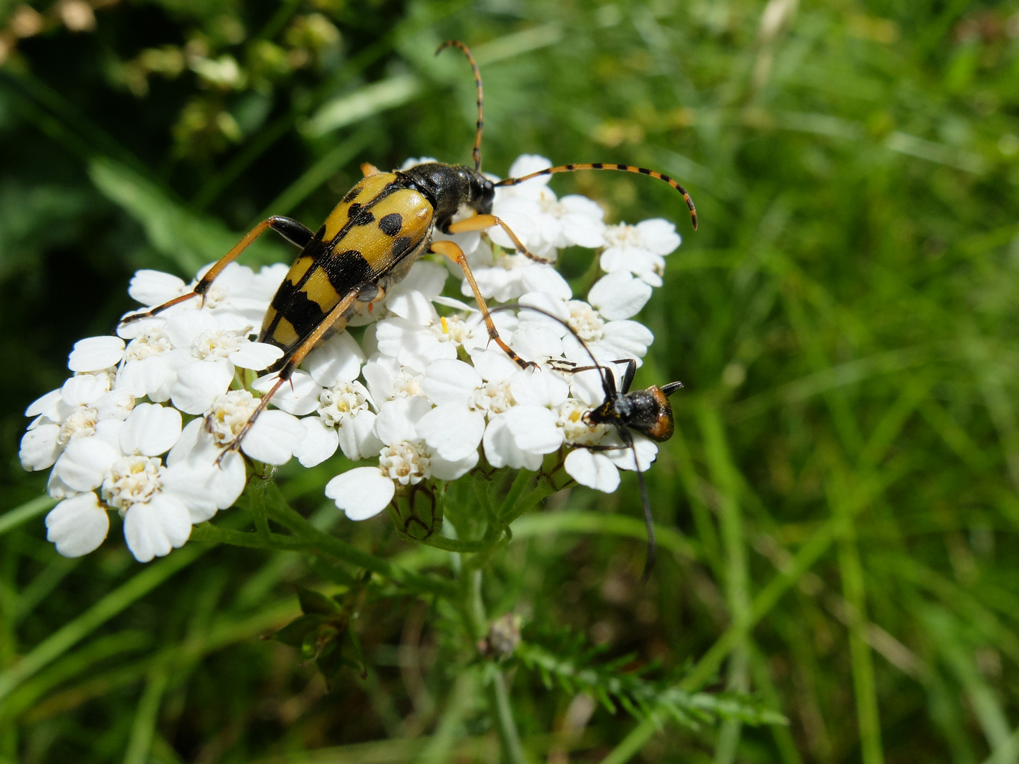 Zwei tolle Käfer