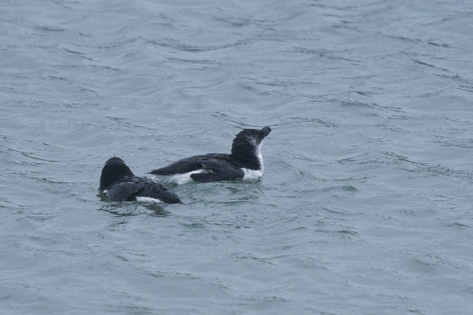 Zwei Tordalke auf Helgoland