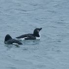 Zwei Tordalke auf Helgoland