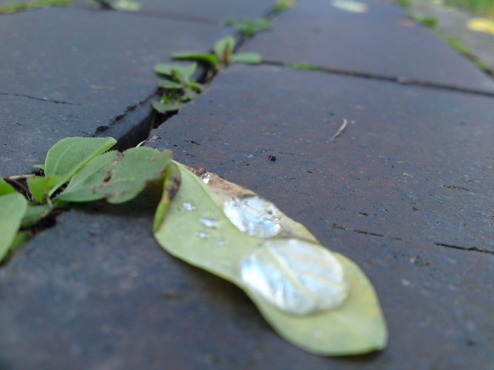 Zwei Tröpfchen auf dem Blatt