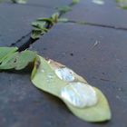 Zwei Tröpfchen auf dem Blatt