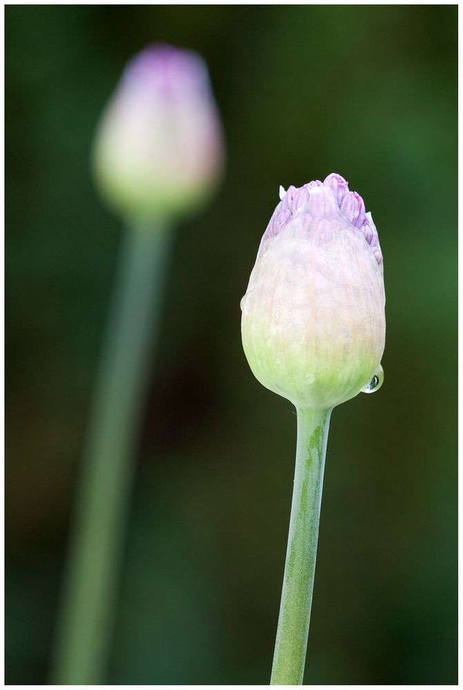 Zwei Tulpen