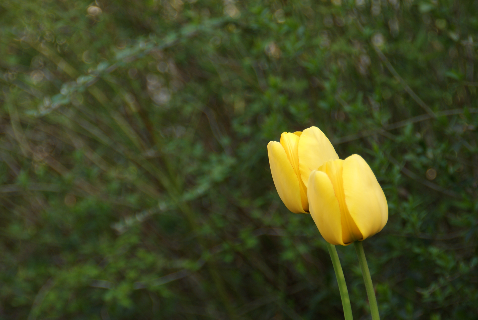 zwei Tulpen ;-))