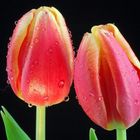 zwei Tulpen