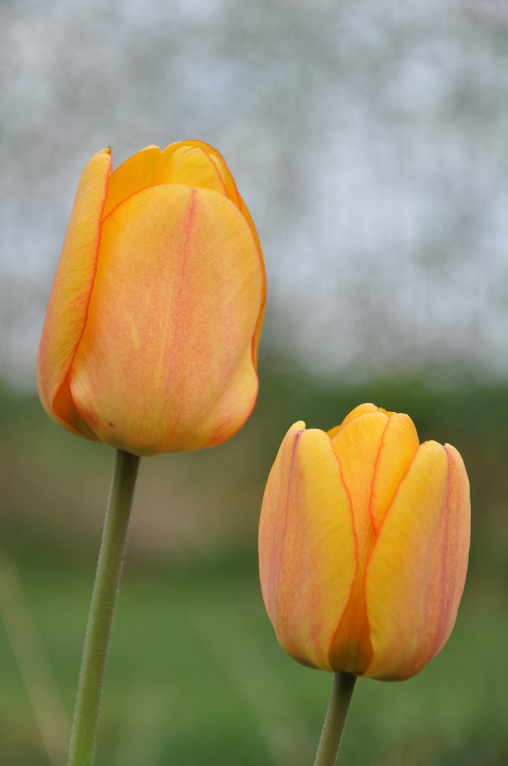 Zwei Tulpen