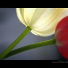 Zwei Tulpen