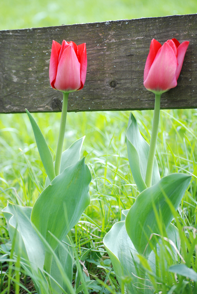 Zwei Tulpen am Wegesrand