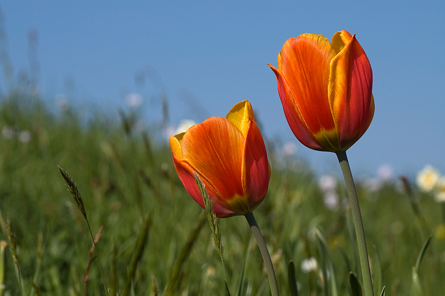 Zwei Tulpen auf dem...