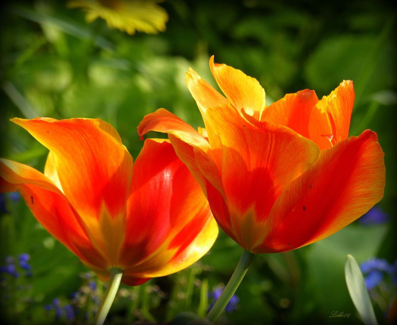 Zwei Tulpen ...