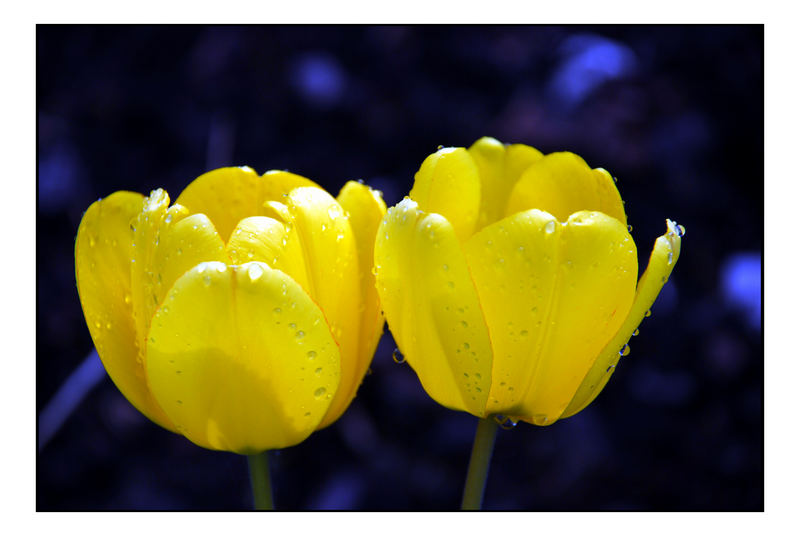 zwei Tulpen gelb