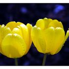 zwei Tulpen gelb