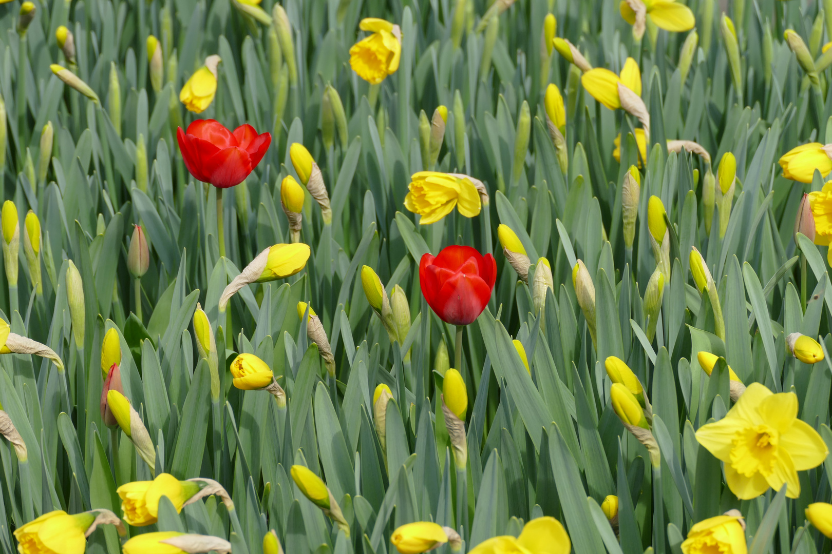 Zwei Tulpen im Osterglocken Beet