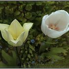 Zwei Tulpen IV