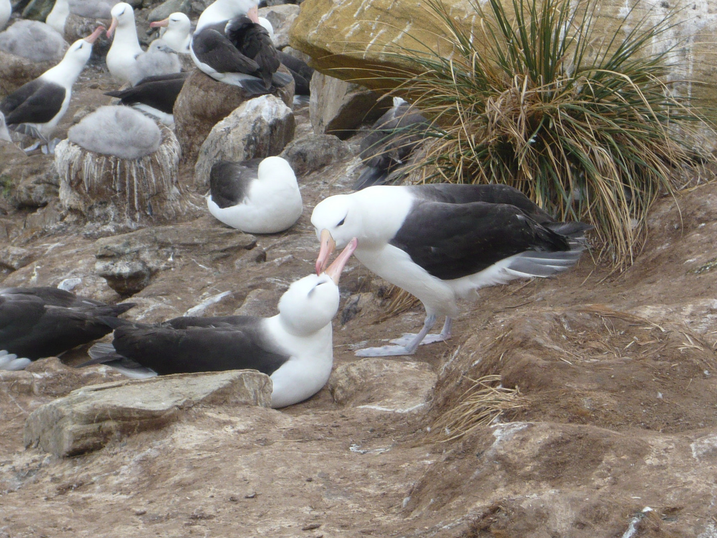 Zwei Turteltäubchen auf New Island