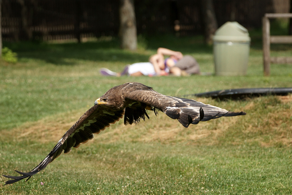 Zwei Turteltäubchen und ein Adler