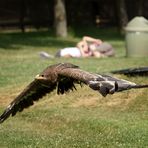 Zwei Turteltäubchen und ein Adler