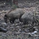 Zwei Überläufer Bachen Beim Brechen des Bodens