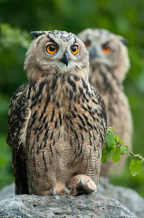 Zwei Uhu´s (Bubo bubos) [6]