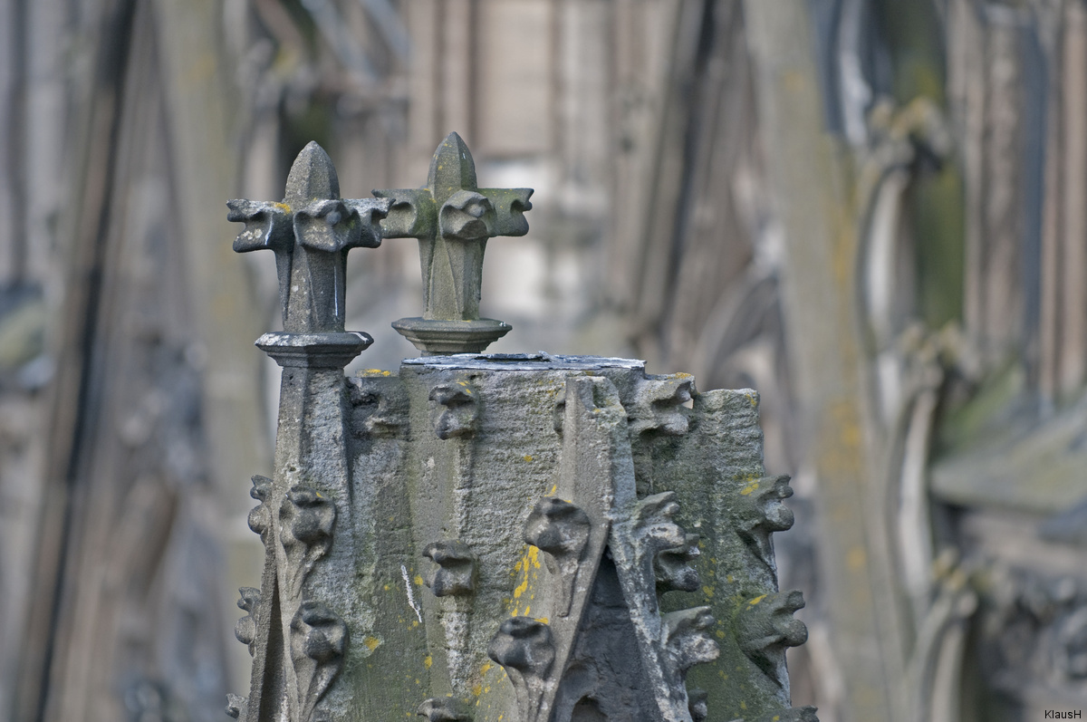 Zwei unter Zehntausend ......(Kreuzblumen - Kölner Dom)