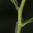 Zwei unterschiedlich große Jungraupen des Braunwurz-Mönchs (Cucullia scrophulariae)