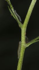 Zwei unterschiedlich große Jungraupen des Braunwurz-Mönchs (Cucullia scrophulariae)