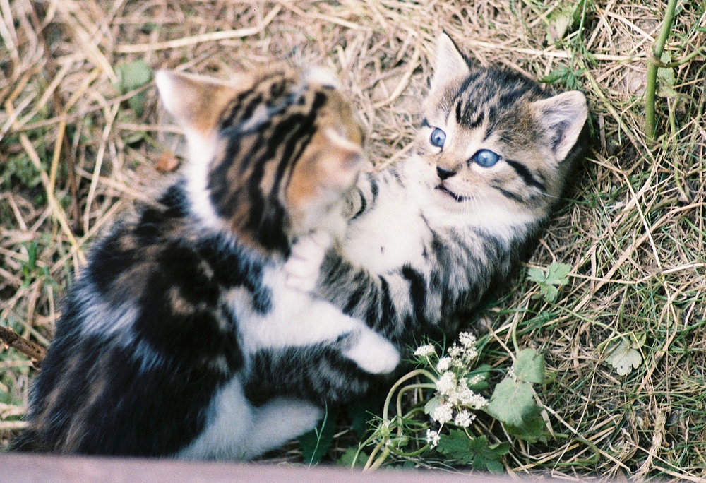 Zwei verwilderte junge Katzen beim Spiel