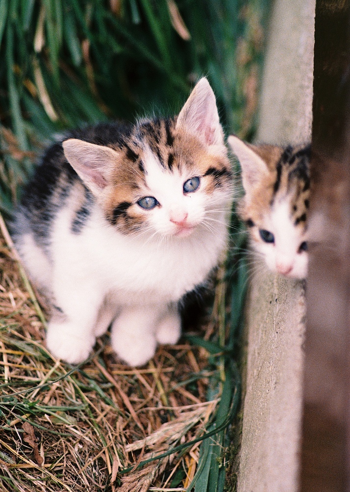 Zwei verwilderte junge Katzen eine vor und eine halb unter dem Bürocontainer