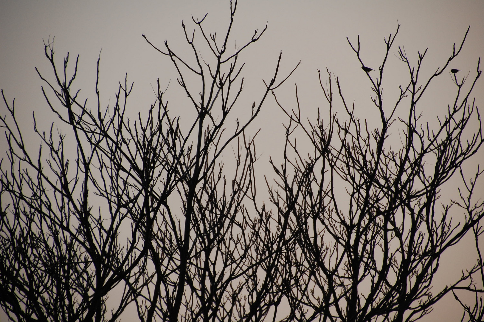 Zwei Vögel am Baum