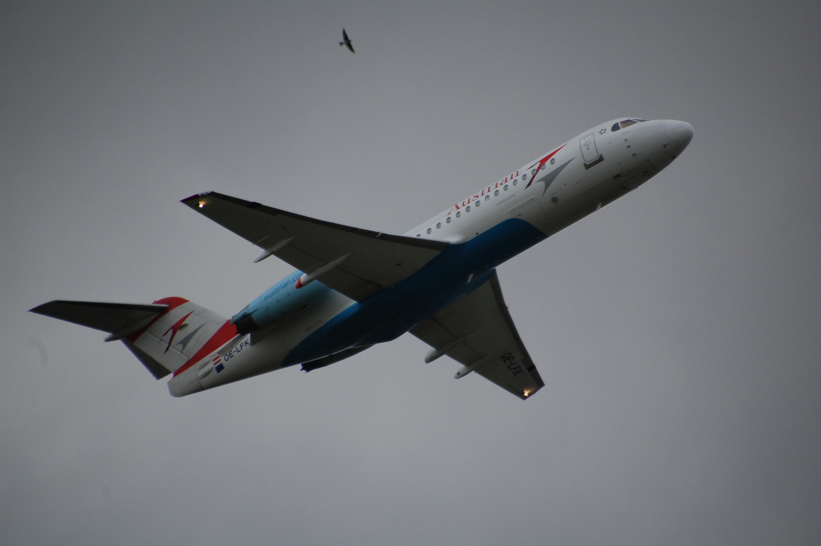 Zwei Vögel am Himmel