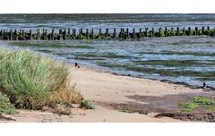 Zwei Vögel am Wattenmeer