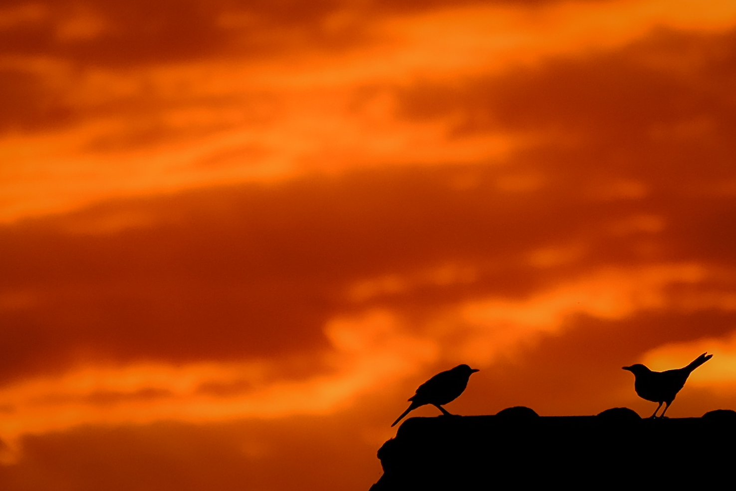 Zwei Vögel bei Sonnenaufgang