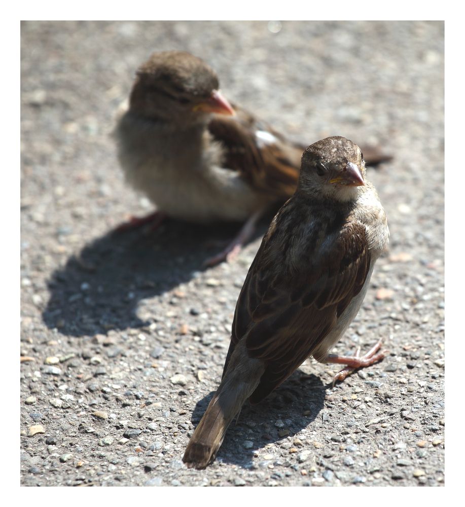 Zwei Vögel